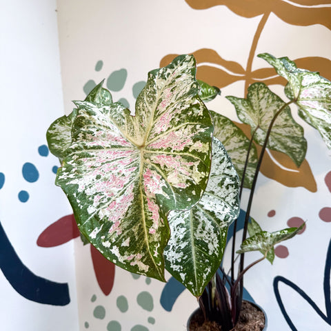 Caladium 'Snow Flurry' - Sprouts of Bristol