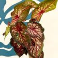Caladium 'Xplosion' - Sprouts of Bristol