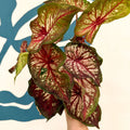 Caladium 'Xplosion' - Sprouts of Bristol