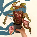 Caladium 'Xplosion' - Sprouts of Bristol