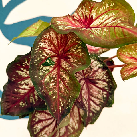 Caladium 'Xplosion' - Sprouts of Bristol