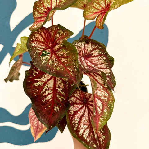 Caladium 'Xplosion' - Sprouts of Bristol