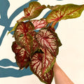 Caladium 'Xplosion' - Sprouts of Bristol