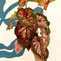 Caladium 'Xplosion' - Sprouts of Bristol