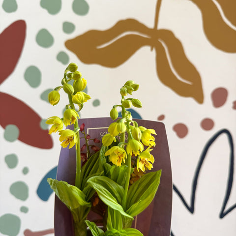 Calanthe - Hardy Ground Orchid - Sprouts of Bristol
