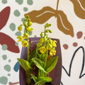 Calanthe - Hardy Ground Orchid - Sprouts of Bristol
