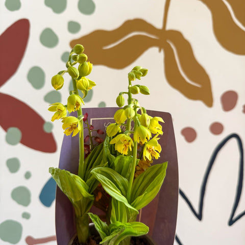 Calanthe - Hardy Ground Orchid - Sprouts of Bristol