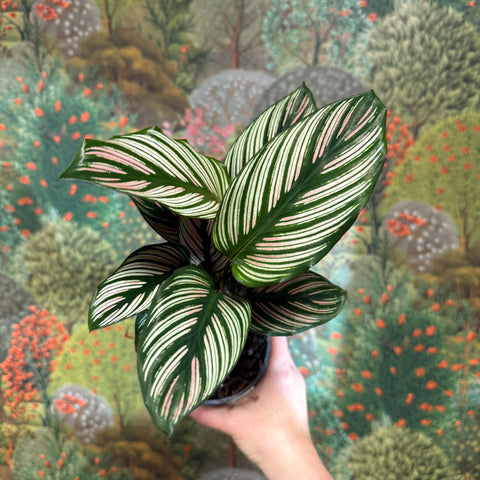 Calathea elliptica 'Vittata' - Sprouts of Bristol