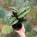 Calathea elliptica 'Vittata' - Sprouts of Bristol