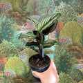 Calathea elliptica 'Vittata' - Sprouts of Bristol
