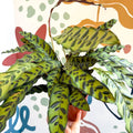 Calathea lancifolia - Rattlesnake Plant - Sprouts of Bristol