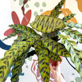 Calathea lancifolia - Rattlesnake Plant - Sprouts of Bristol