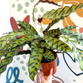 Calathea lancifolia - Rattlesnake Plant - Sprouts of Bristol
