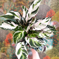 Calathea lietzei 'White Fusion' - Sprouts of Bristol