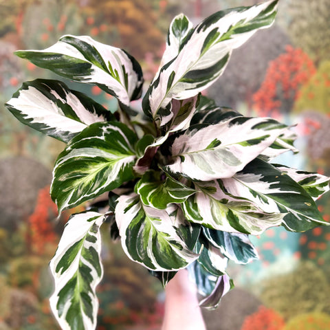 Calathea lietzei 'White Fusion' - Sprouts of Bristol