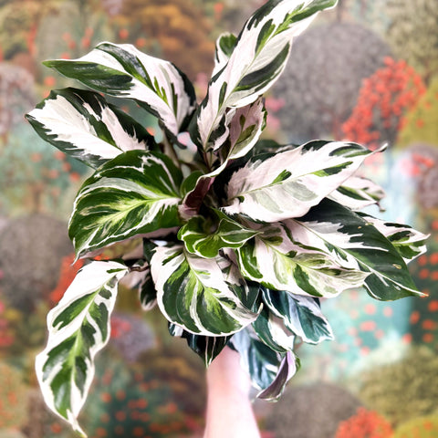 Calathea lietzei 'White Fusion' - Sprouts of Bristol