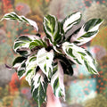 Calathea lietzei 'White Fusion' - Sprouts of Bristol