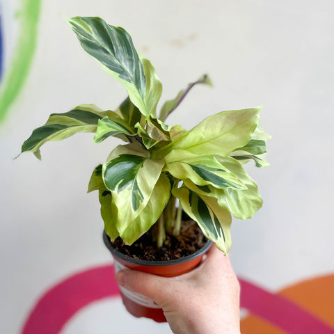 Calathea lietzei 'Yellow Fusion' - Sprouts of Bristol