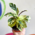 Calathea lietzei 'Yellow Fusion' - Sprouts of Bristol