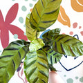 Calathea louisae 'Misto' - Prayer Plant - Sprouts of Bristol