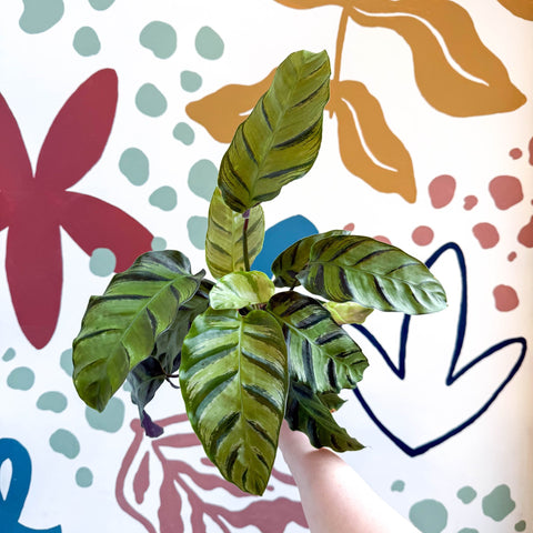 Calathea louisae 'Misto' - Prayer Plant - Sprouts of Bristol