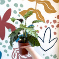 Calathea louisae 'Misto' - Prayer Plant - Sprouts of Bristol