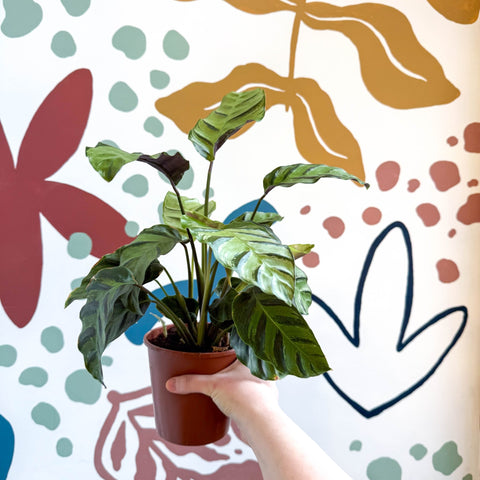 Calathea louisae 'Misto' - Prayer Plant - Sprouts of Bristol