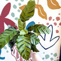 Calathea louisae 'Misto' - Prayer Plant - Sprouts of Bristol