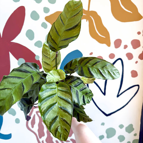Calathea louisae 'Misto' - Prayer Plant - Sprouts of Bristol