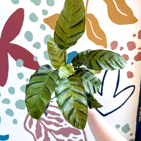 Calathea louisae 'Misto' - Prayer Plant - Sprouts of Bristol