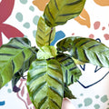 Calathea louisae 'Misto' - Prayer Plant - Sprouts of Bristol