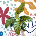 Calathea louisae 'Misto' - Prayer Plant - Sprouts of Bristol