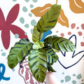 Calathea louisae 'Misto' - Prayer Plant - Sprouts of Bristol
