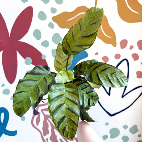 Calathea louisae 'Misto' - Prayer Plant - Sprouts of Bristol