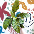 Calathea louisae 'Misto' - Prayer Plant - Sprouts of Bristol