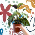 Calathea louisae 'Misto' - Prayer Plant - Sprouts of Bristol