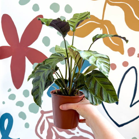 Calathea louisae 'Misto' - Prayer Plant - Sprouts of Bristol