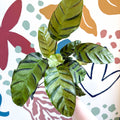Calathea louisae 'Misto' - Prayer Plant - Sprouts of Bristol
