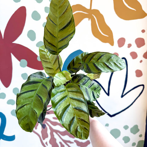 Calathea louisae 'Misto' - Prayer Plant - Sprouts of Bristol