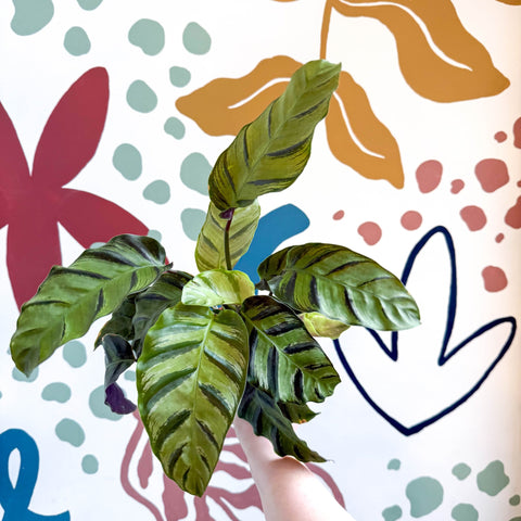 Calathea louisae 'Misto' - Prayer Plant - Sprouts of Bristol