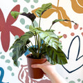 Calathea louisae 'Misto' - Prayer Plant - Sprouts of Bristol