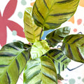 Calathea louisae 'Misto' - Prayer Plant - Sprouts of Bristol