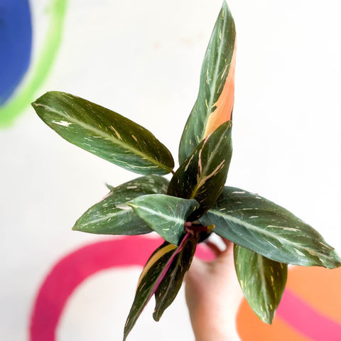 Calathea Magicstar - Stromanthe sanguinea 'Magicstar' - Sprouts of Bristol