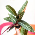 Calathea Magicstar - Stromanthe sanguinea 'Magicstar' - Sprouts of Bristol