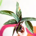 Calathea Magicstar - Stromanthe sanguinea 'Magicstar' - Sprouts of Bristol