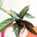 Calathea Magicstar - Stromanthe sanguinea 'Magicstar' - Sprouts of Bristol