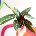 Calathea Magicstar - Stromanthe sanguinea 'Magicstar' - Sprouts of Bristol
