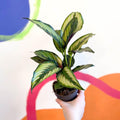 Calathea ornata 'Beauty Star' - Sprouts of Bristol