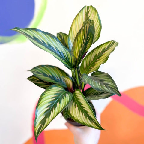 Calathea ornata 'Beauty Star' - Sprouts of Bristol