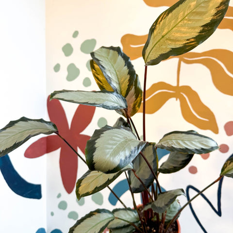 Calathea picturata 'Argentea' - Sprouts of Bristol